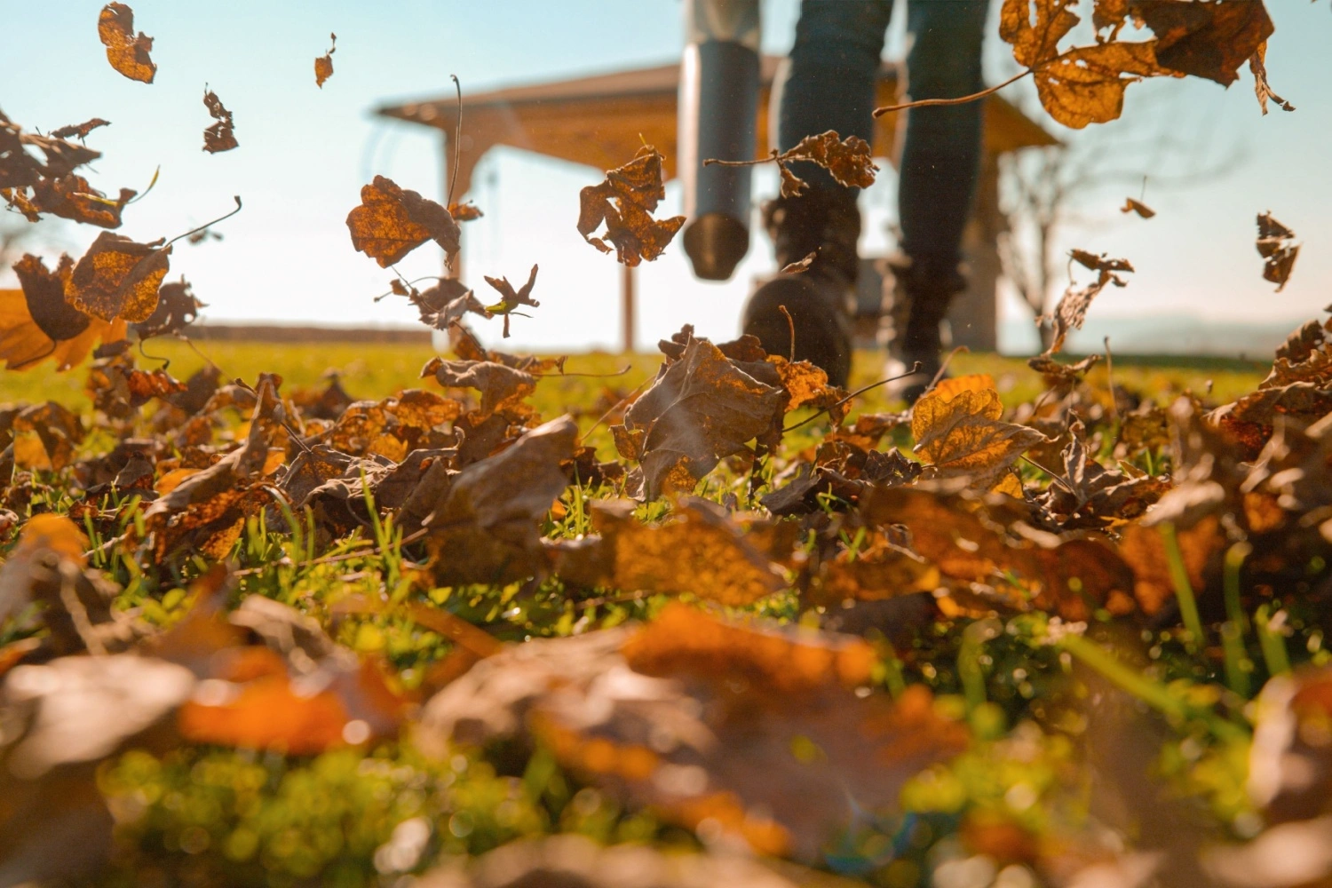 esempio di soffiatura delle foglie da manto erboso totalmente coperto