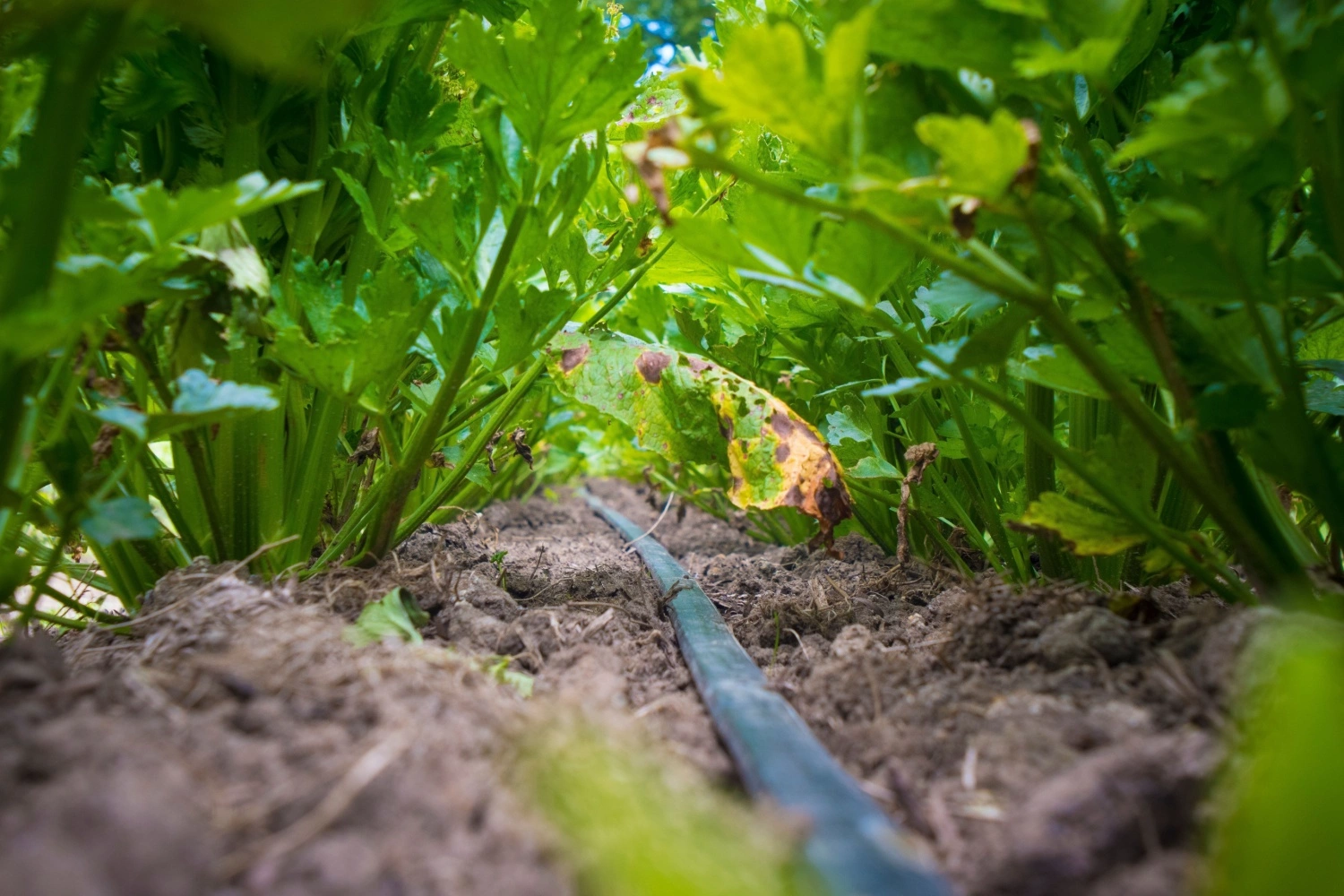 esempio di manichetta appoggiata su campo per microirrigazione